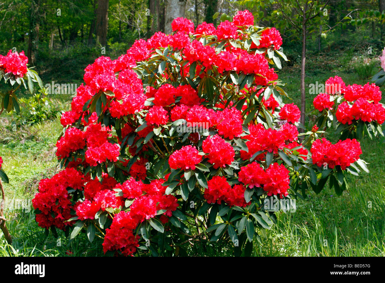 Rhododendron 'l'on. Jean Marie de Montague degli azionisti Foto Stock