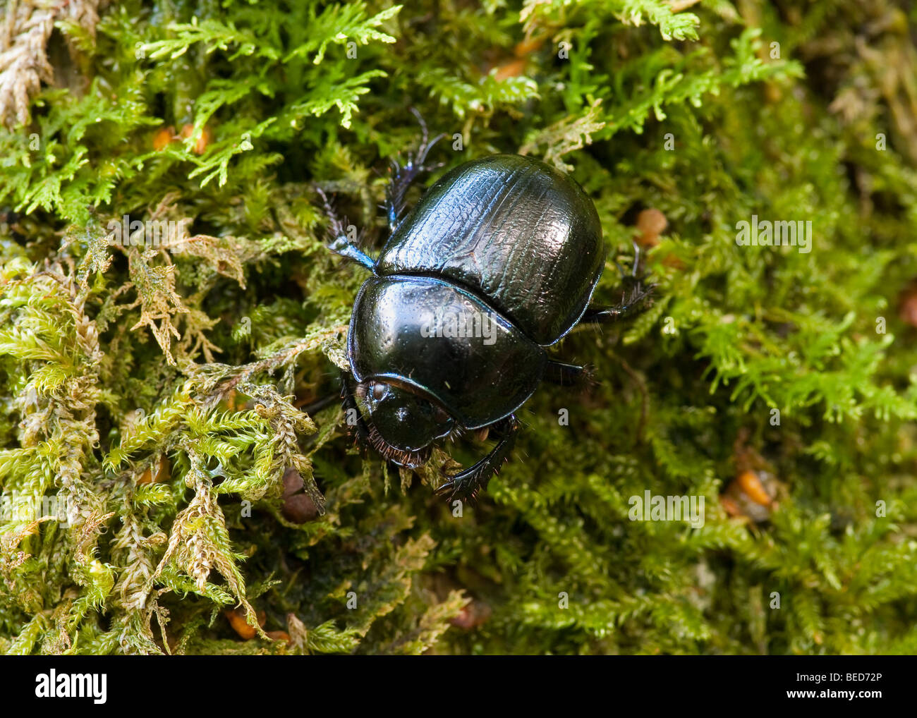 Dor Beetle (Geotrupes stercorarius) Foto Stock