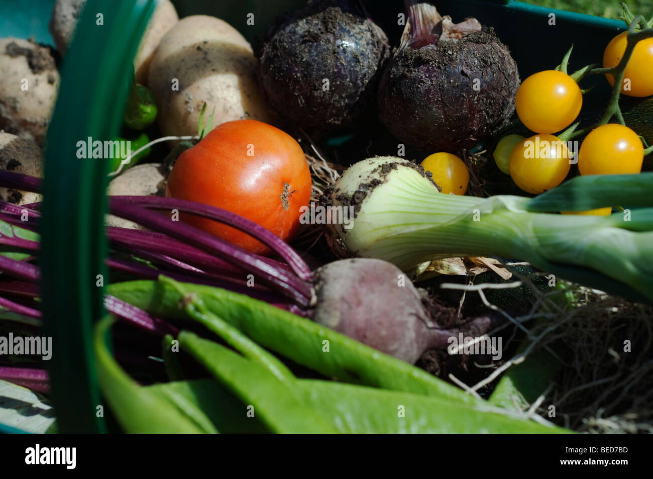 Verdure in un trug, UK. Foto Stock