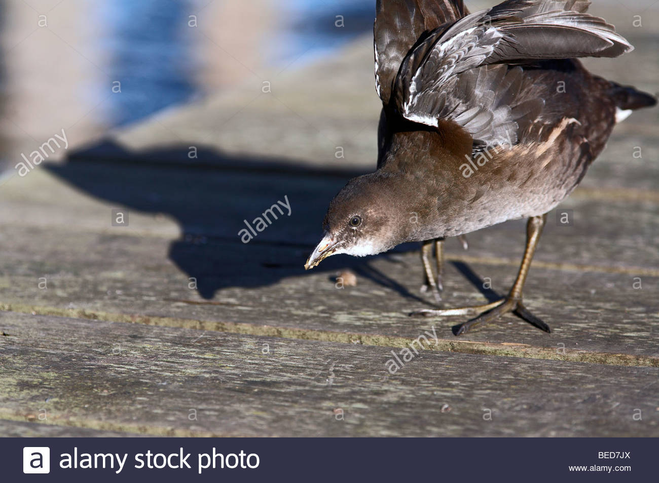 I capretti Moorhen Foto Stock