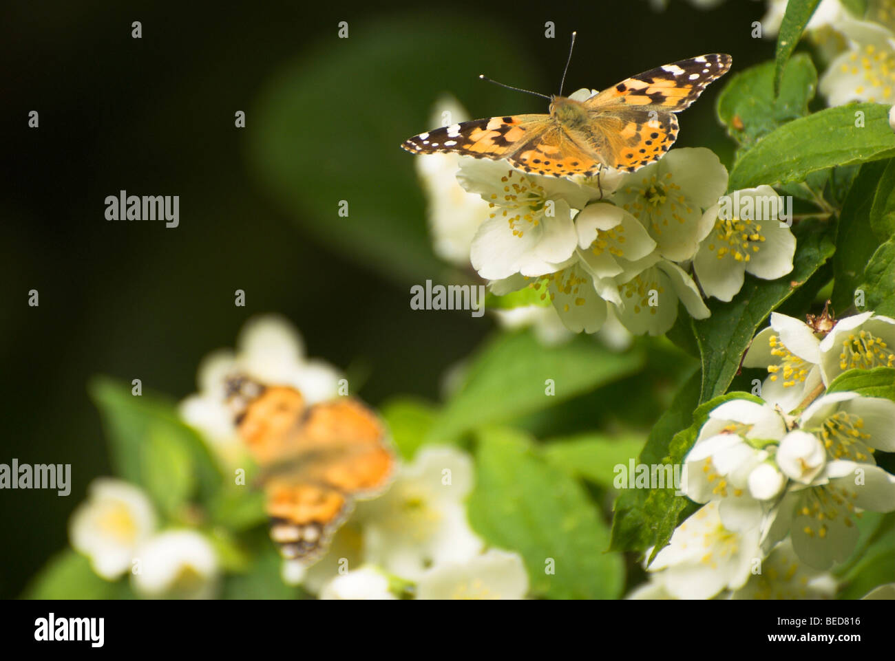 Un dipinto di Lady (Cynthia cardui) si stabilirono su una pianta di giardino. Foto Stock