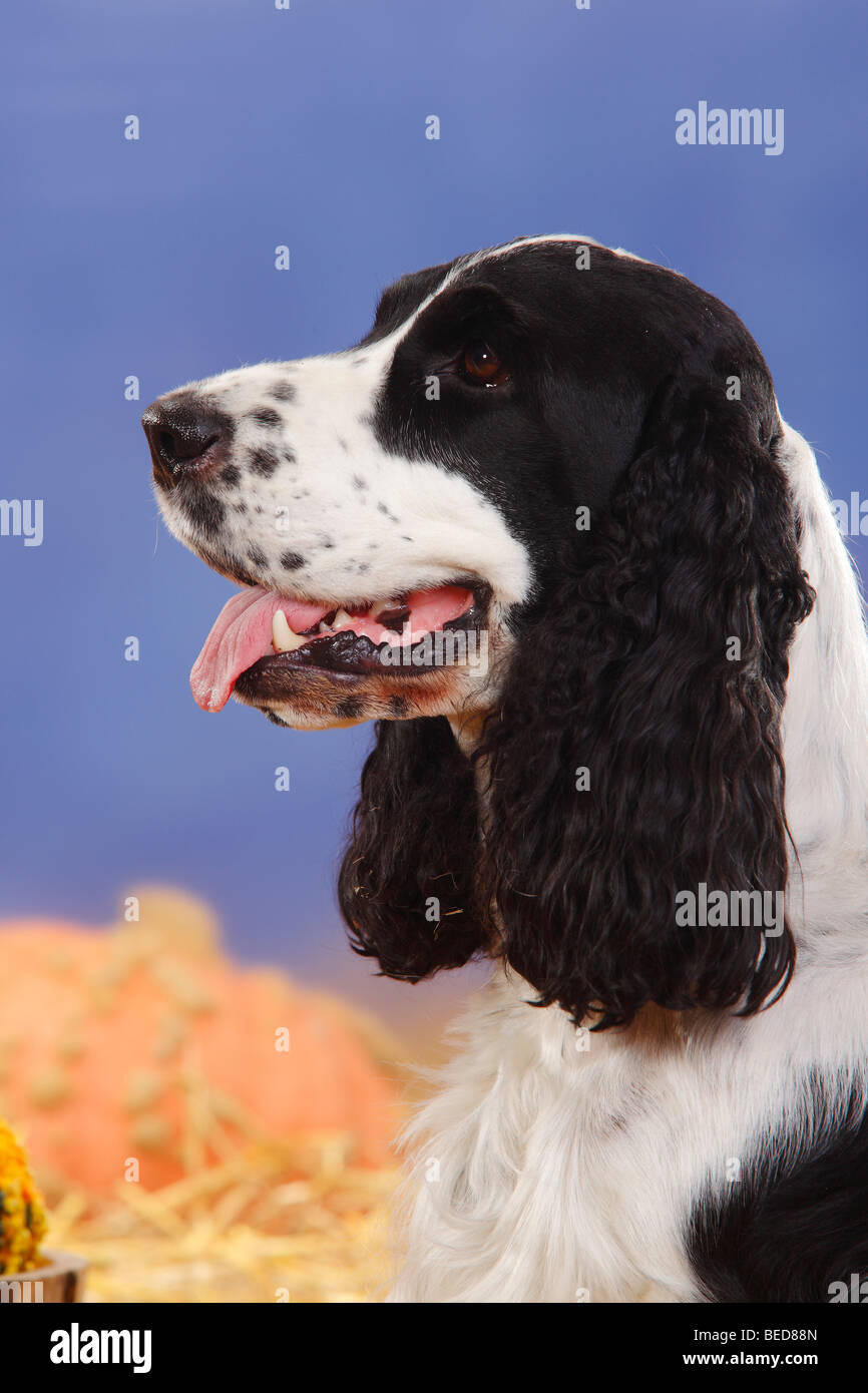 English Cocker Spaniel, in bianco e nero / lato, profilo Foto Stock