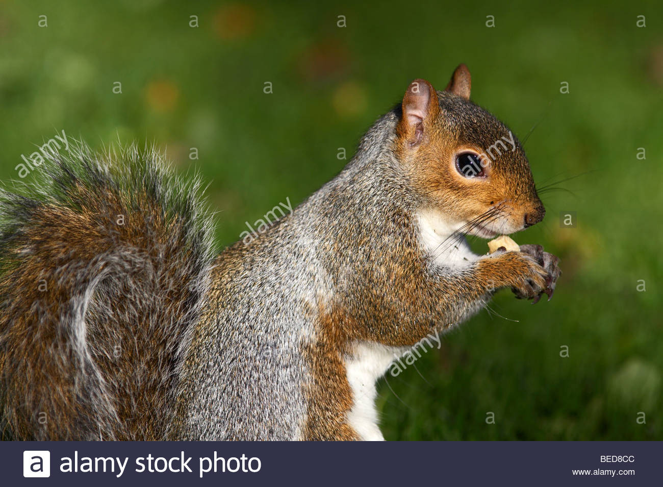 Scoiattolo grigio di mangiare il dado Foto Stock