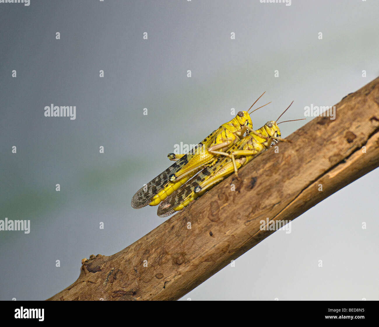 Locusta migratoria (Locusta migratoria) e lo Zoo di Schoenbrunn, Vienna, Austria, Europa Foto Stock