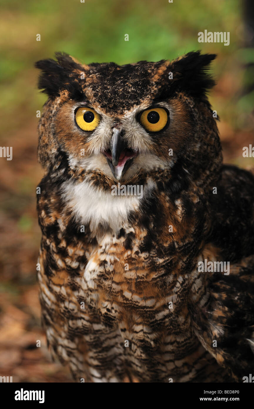 Grande gufo cornuto, Bubo virginianus, Florida, captive Foto Stock