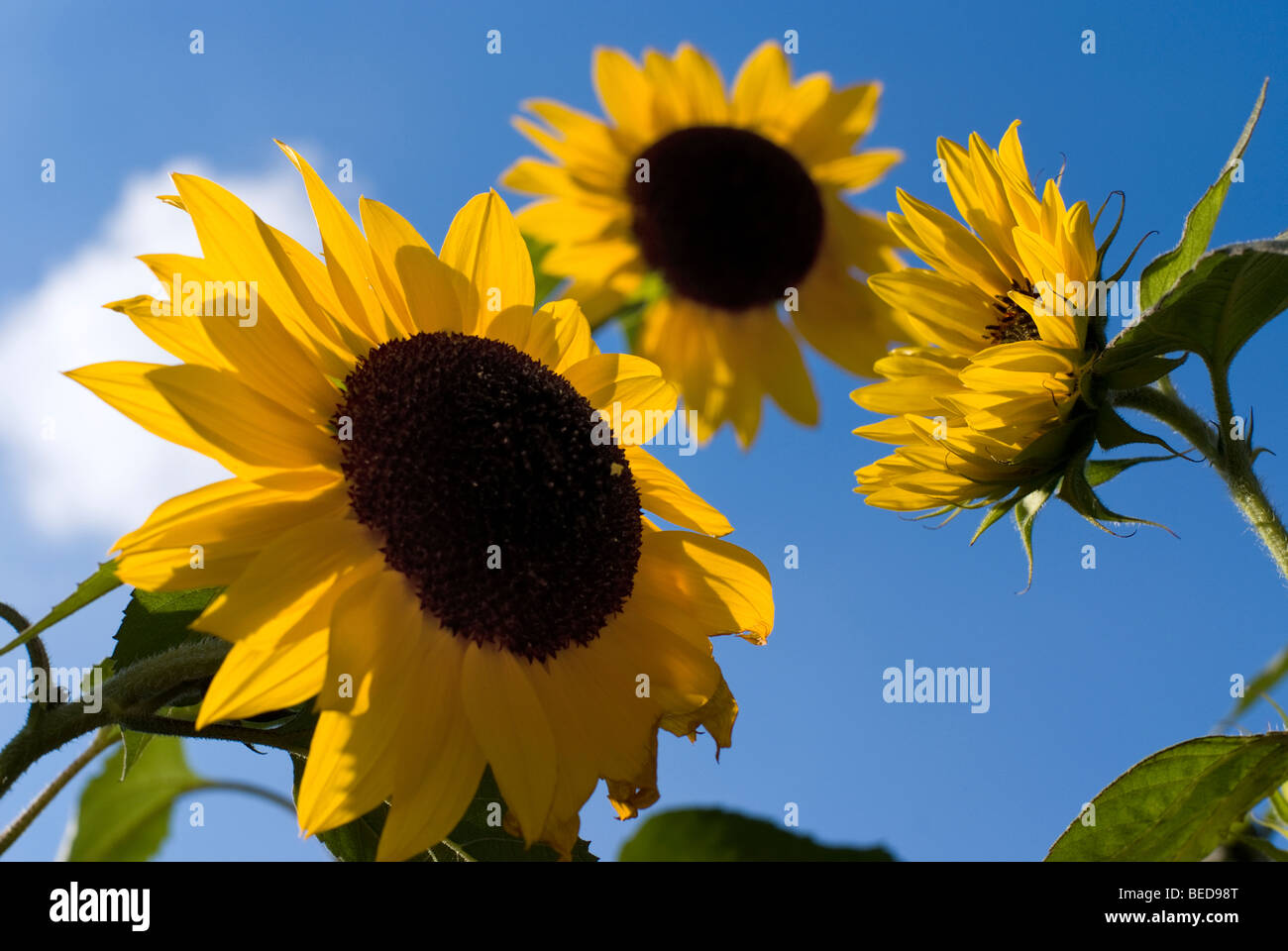 Girasole (Helianthus annuus) Foto Stock