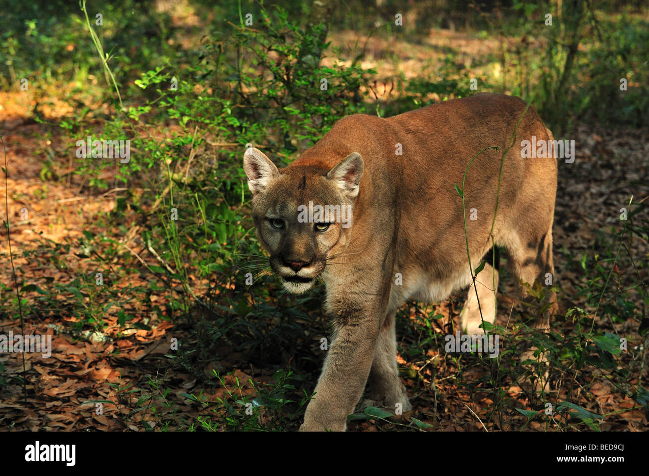 Florida Panther, Puma concolor coryi, Florida, captive Foto Stock