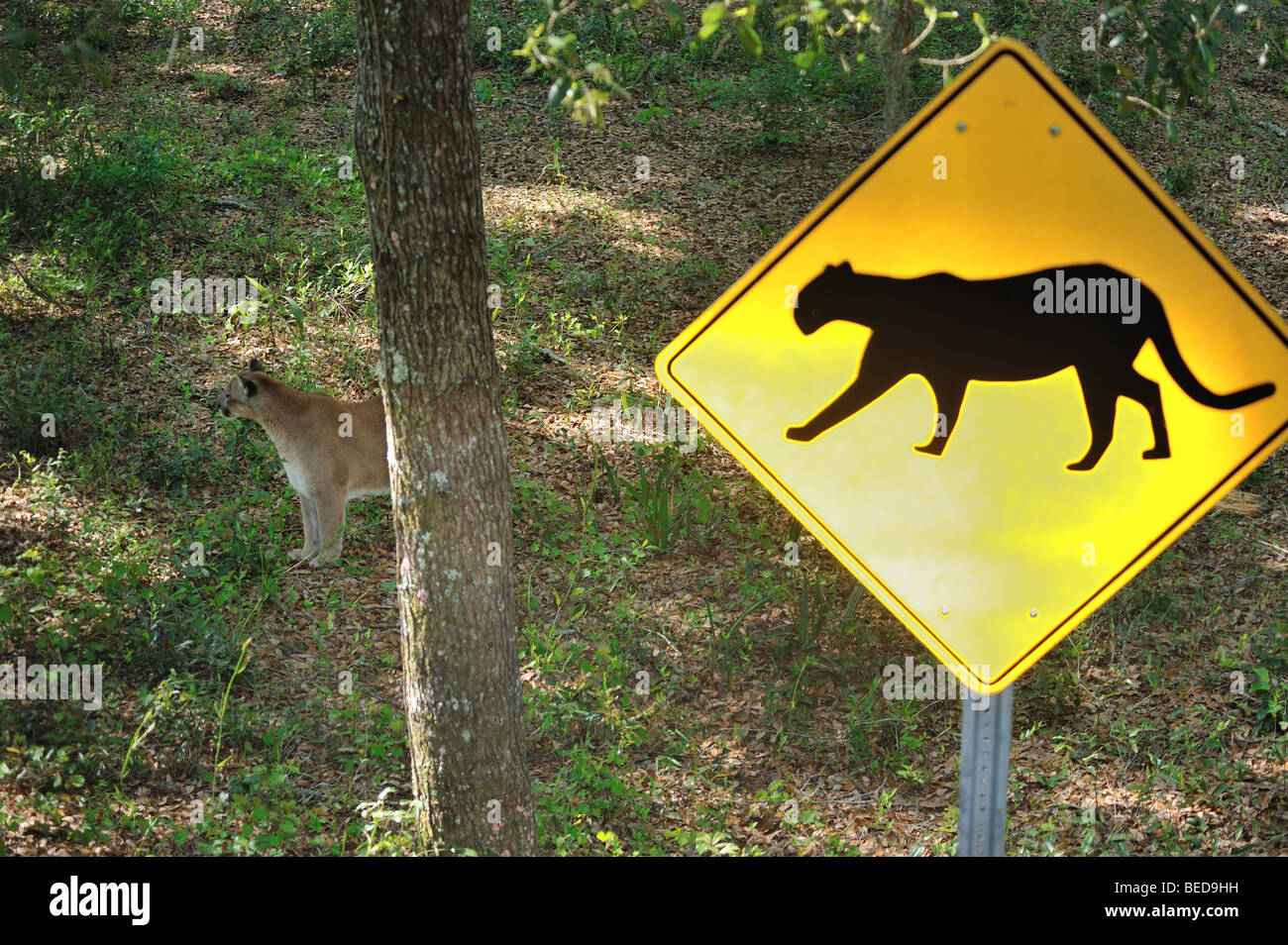 Florida Panther, Puma concolor coryi, con attraversamento di segno, Florida, captive Foto Stock