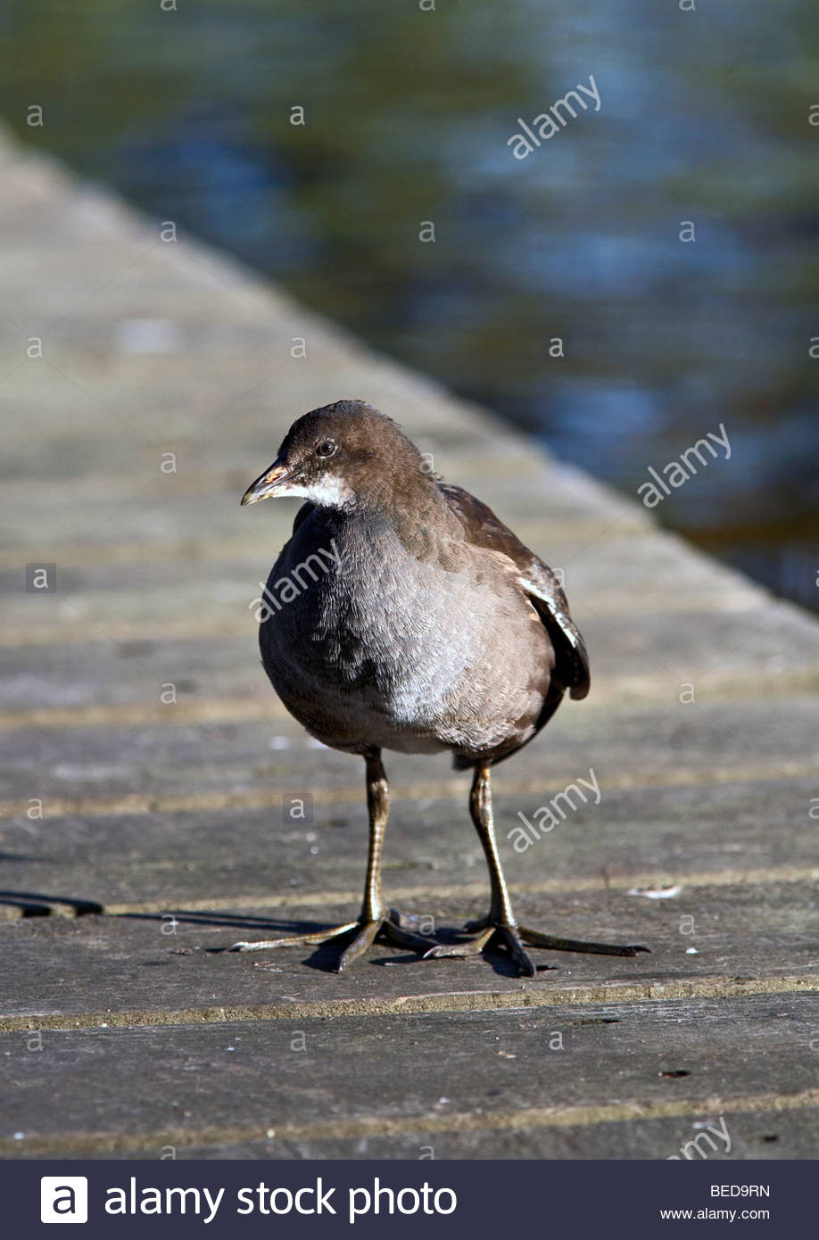 I capretti Moorhen Foto Stock