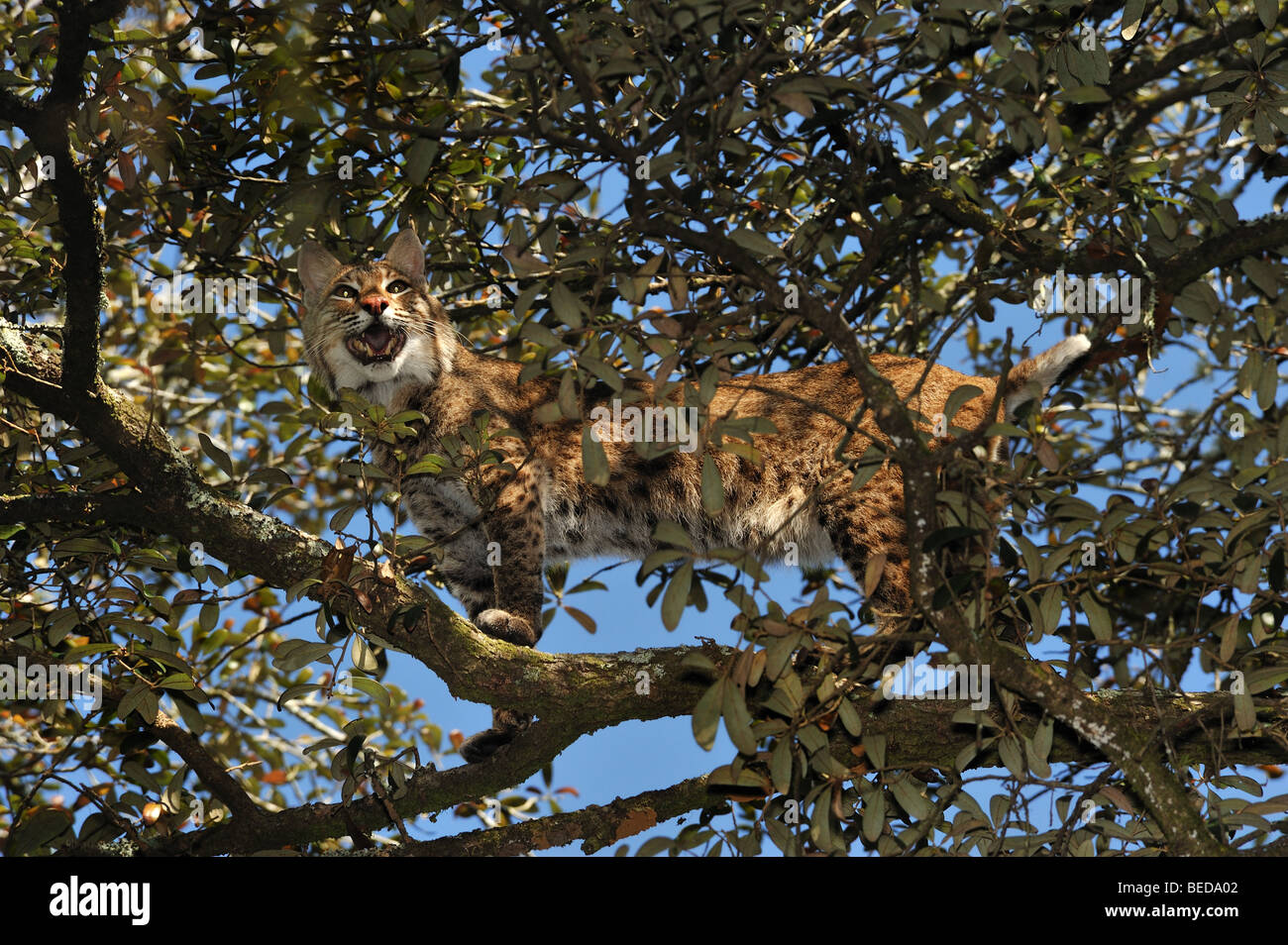 Bobcat, Lynx rufus, Florida, captive Foto Stock