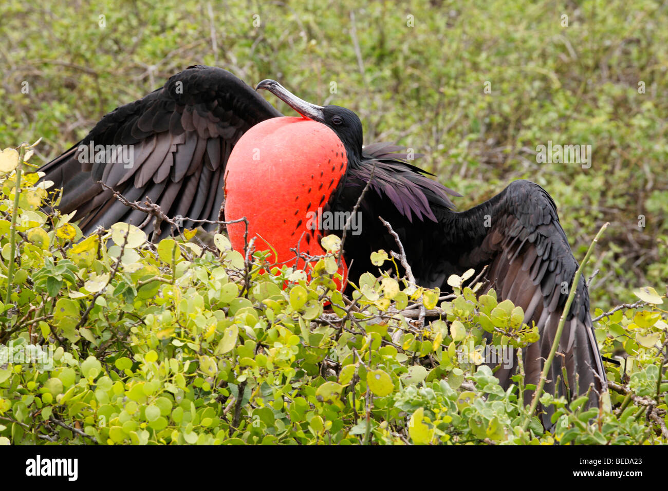 Magnifica Frigatebird (Fregata magnificens) con ballooned gola sacca, cercando di attirare gli uccelli femmina per l'accoppiamento, Nord Sey Foto Stock