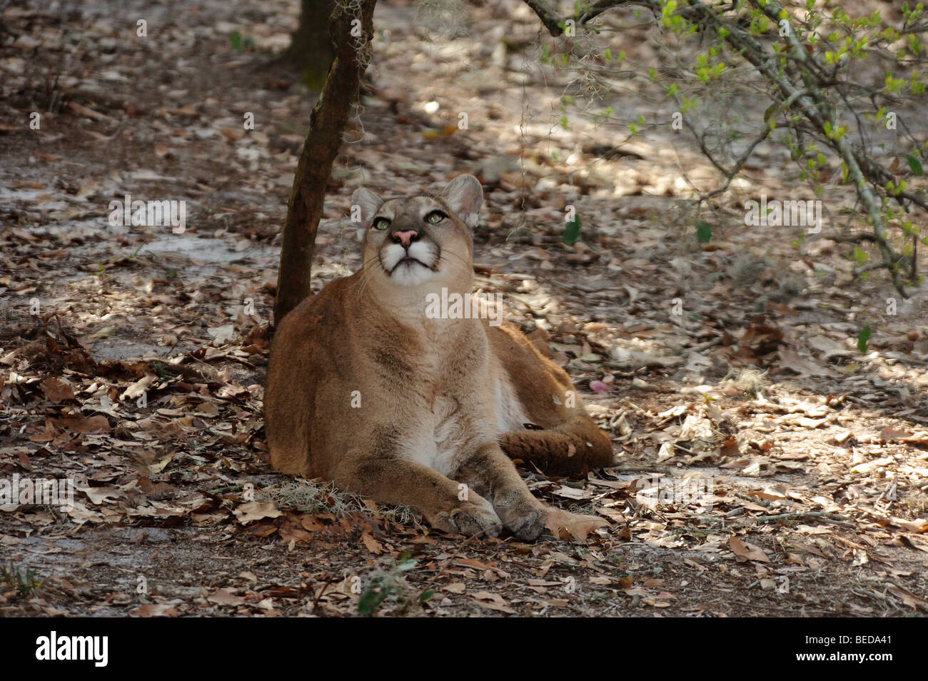 Florida Panther, Puma concolor coryi, Florida, captive Foto Stock