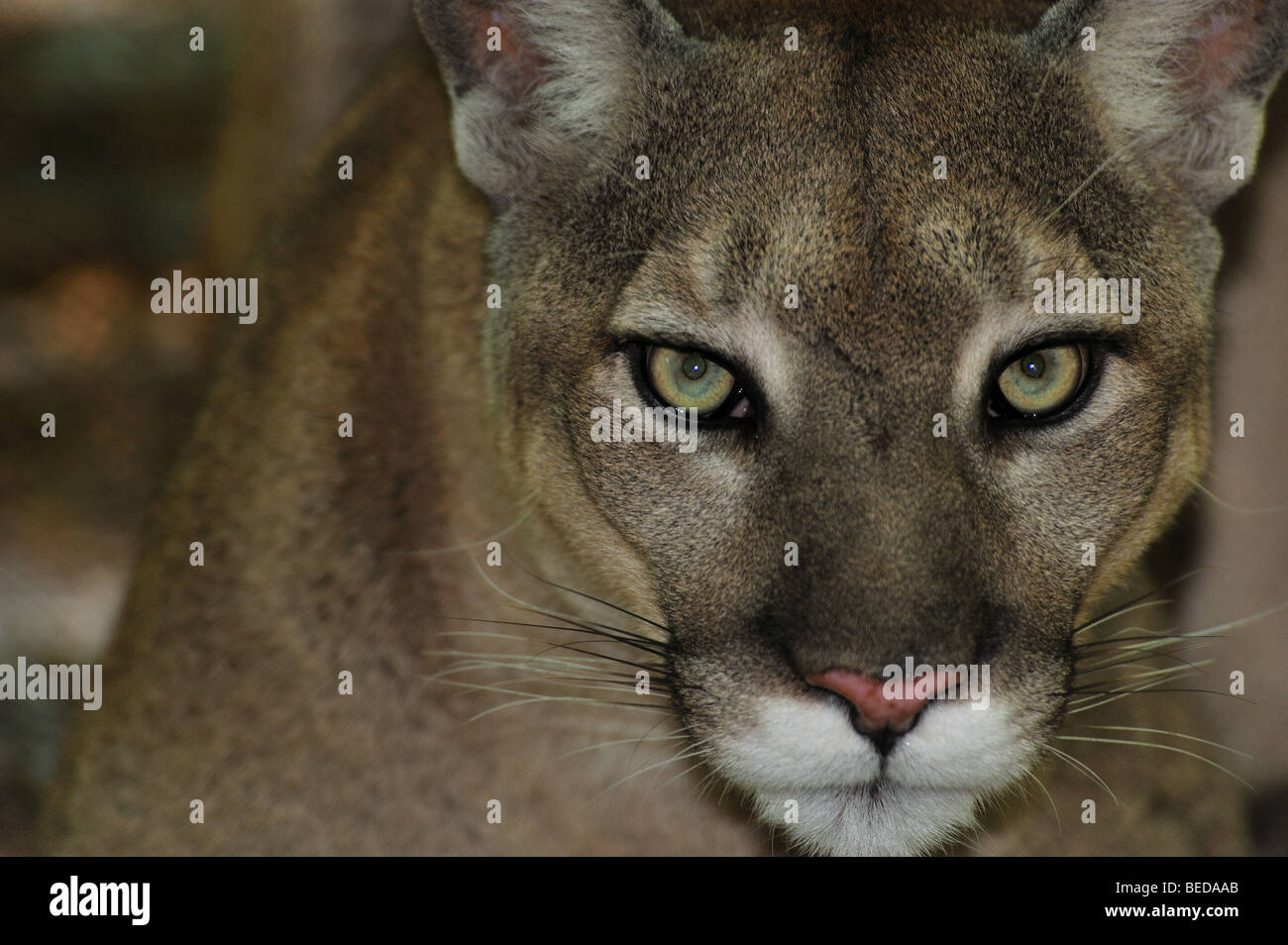 Florida Panther, Puma concolor coryi, florida, captive Foto Stock
