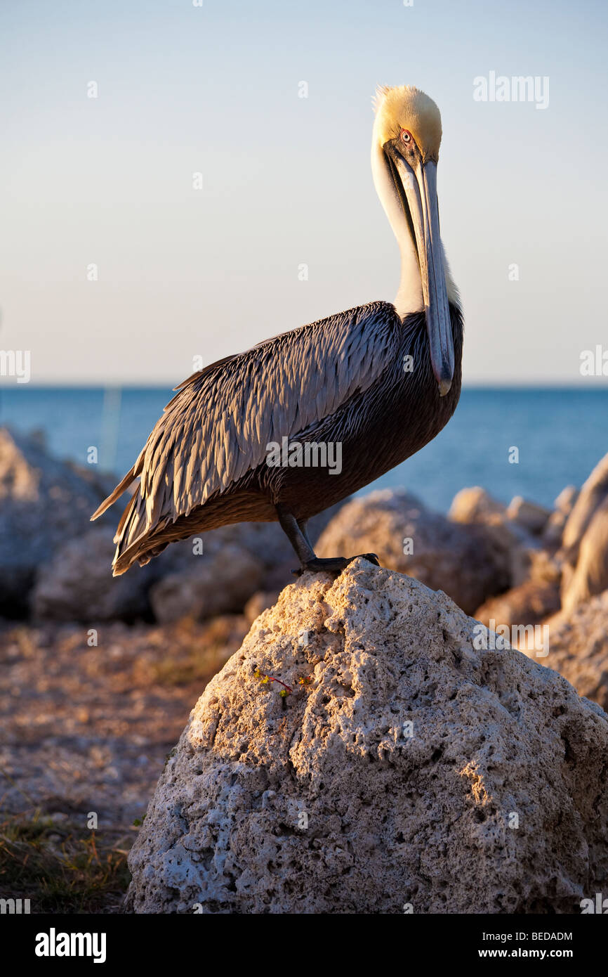 Brown Pelican, Pelecanus occidentalis, arroccato sulle rocce a Maratona chiave, Florida. Foto Stock