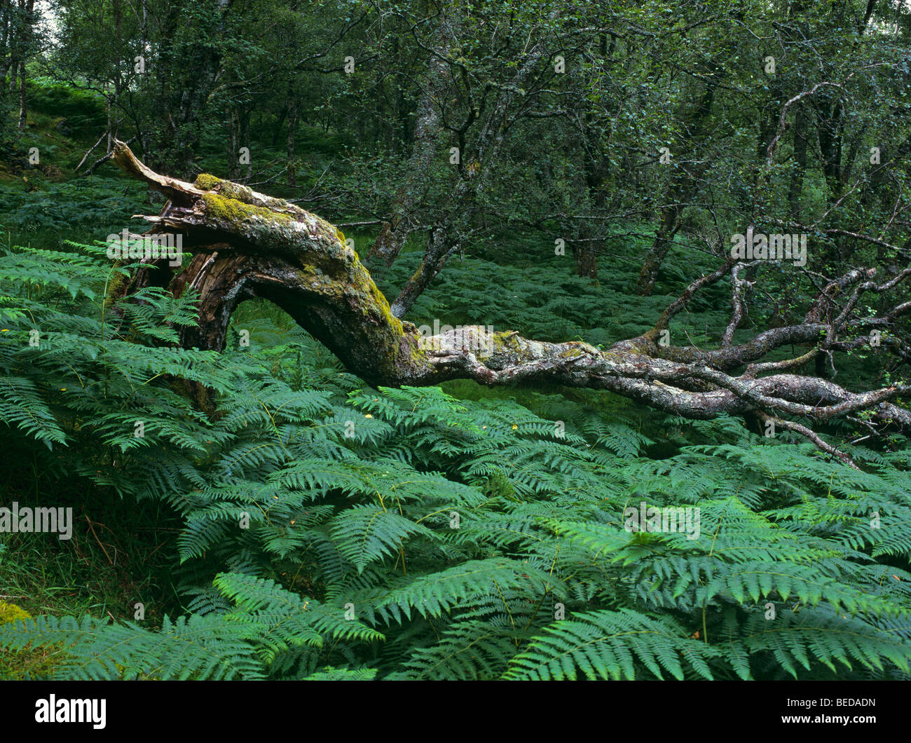 Albero caduto e felci in un bosco di ontani, Scotland, Regno Unito, Europa Foto Stock