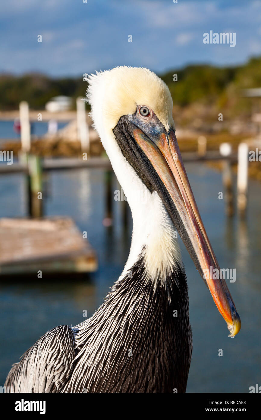 Close-up di Brown Pelican,, Pelecanus occidentalis, in marina sulla chiave di maratona, Florida, Stati Uniti d'America Foto Stock