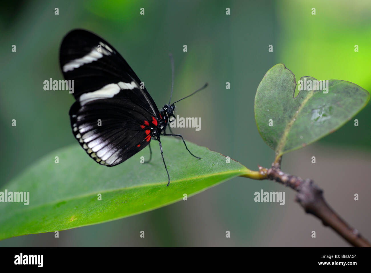 Cydno longwing (Heliconius cydno) su una foglia Foto Stock