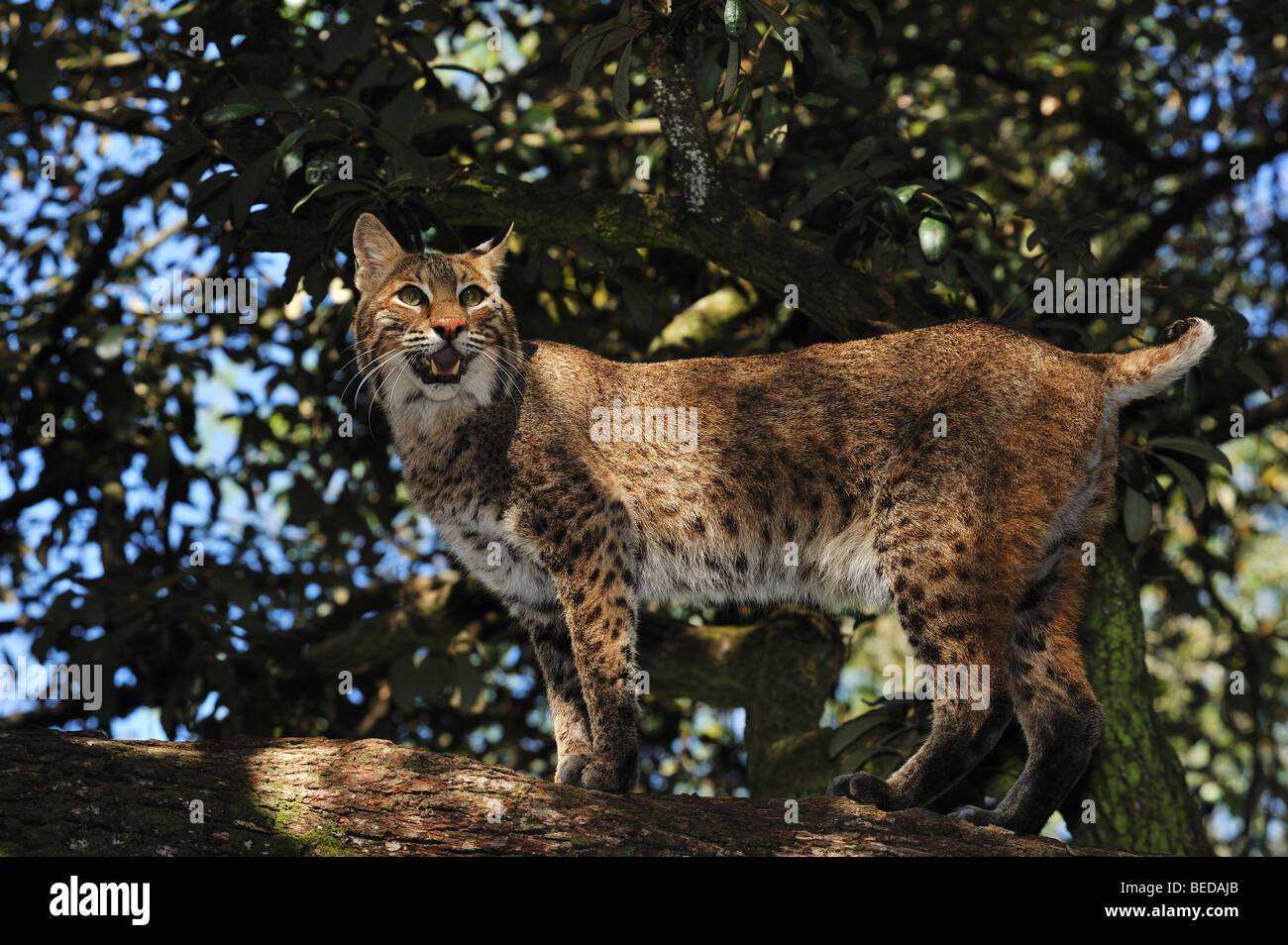 Bobcat, Lynx rufus, Florida, captive Foto Stock