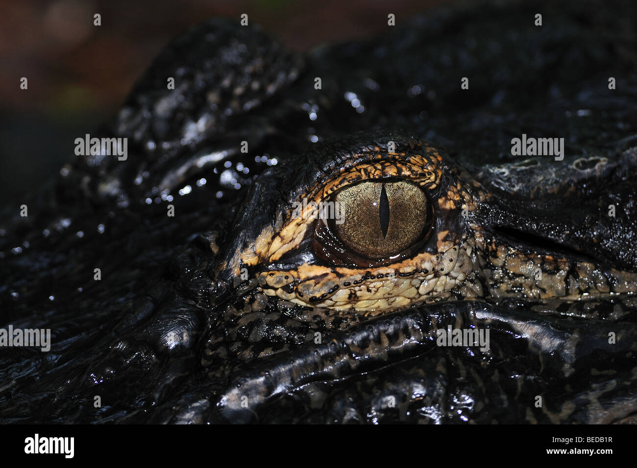 American Alligator Alligator mississippiensis, captive, Florida Foto Stock