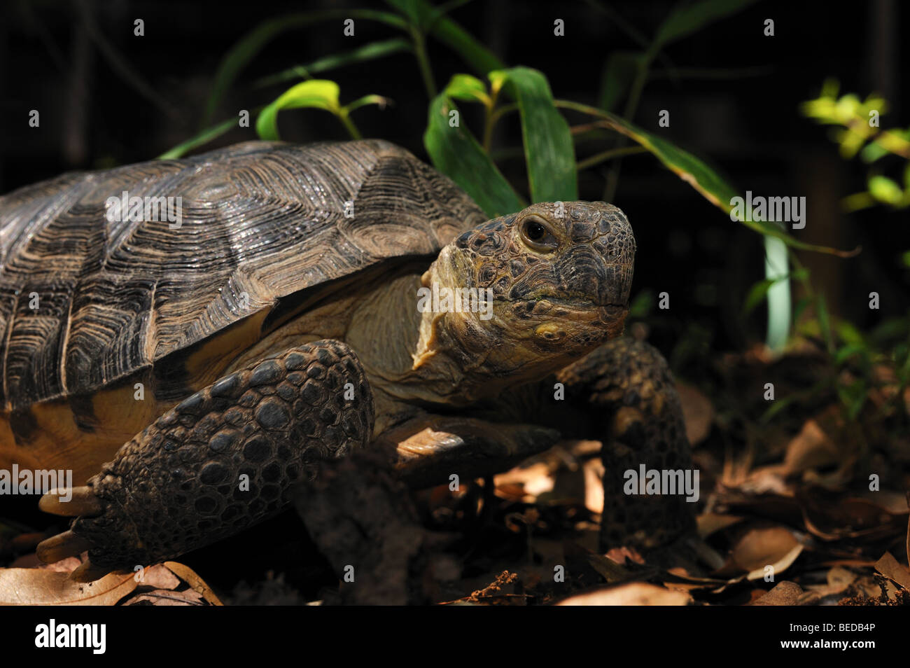 Gopher tartaruga, Gopherus polyphemus, florida, captive Foto Stock