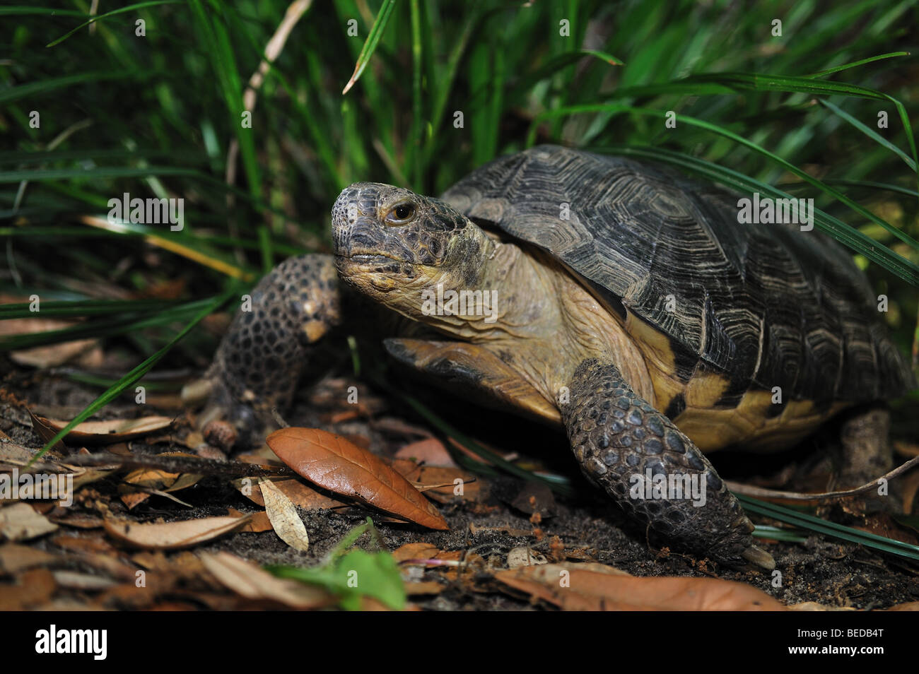 Gopher tartaruga, Gopherus polyphemus, florida, captive Foto Stock