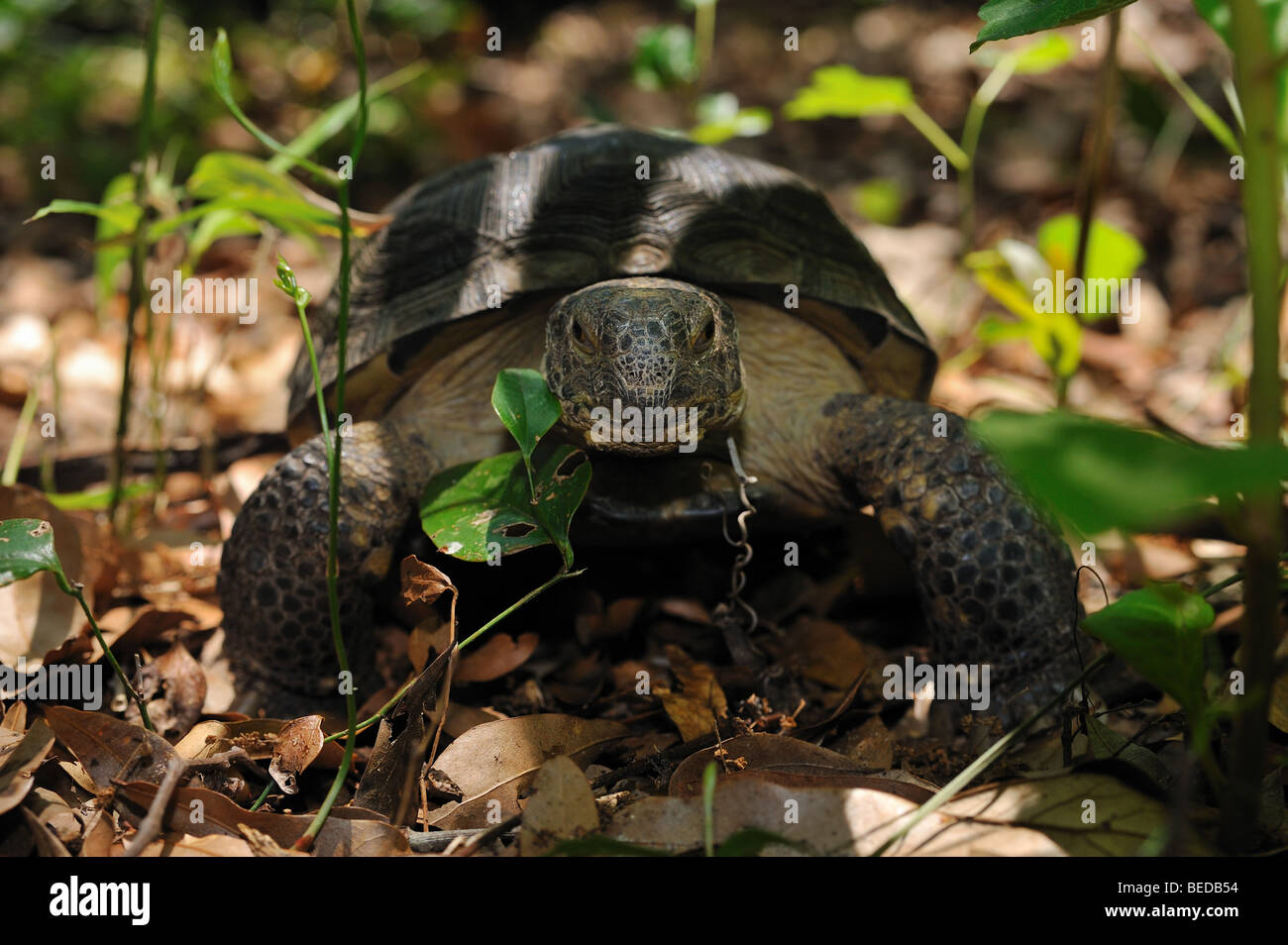 Gopher tartaruga, Gopherus polyphemus, florida, captive Foto Stock