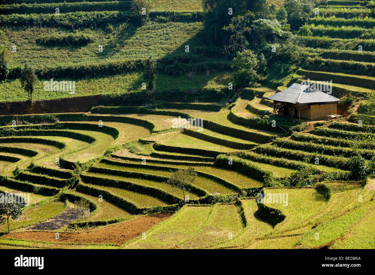 Capanna su terrazze di riso, Bac Ha, Vietnam del nord, sud-est asiatico Foto Stock