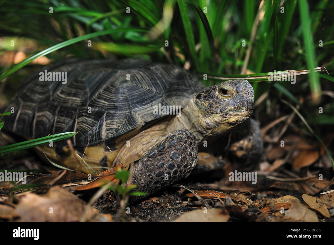 Gopher tartaruga, Gopherus polyphemus, florida, captive Foto Stock