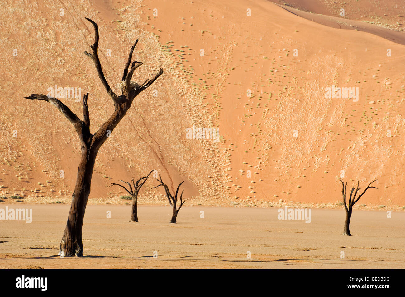 Morto il Camel Thorn trees (Acacia erioloba) presso il Dead Vlei nel deserto del Namib, Namibia, Africa Foto Stock