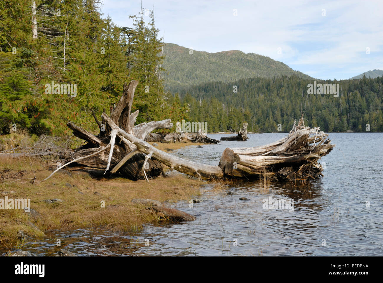La baia di erba vicino al Prince Rupert, British Columbia, Canada, America del Nord Foto Stock