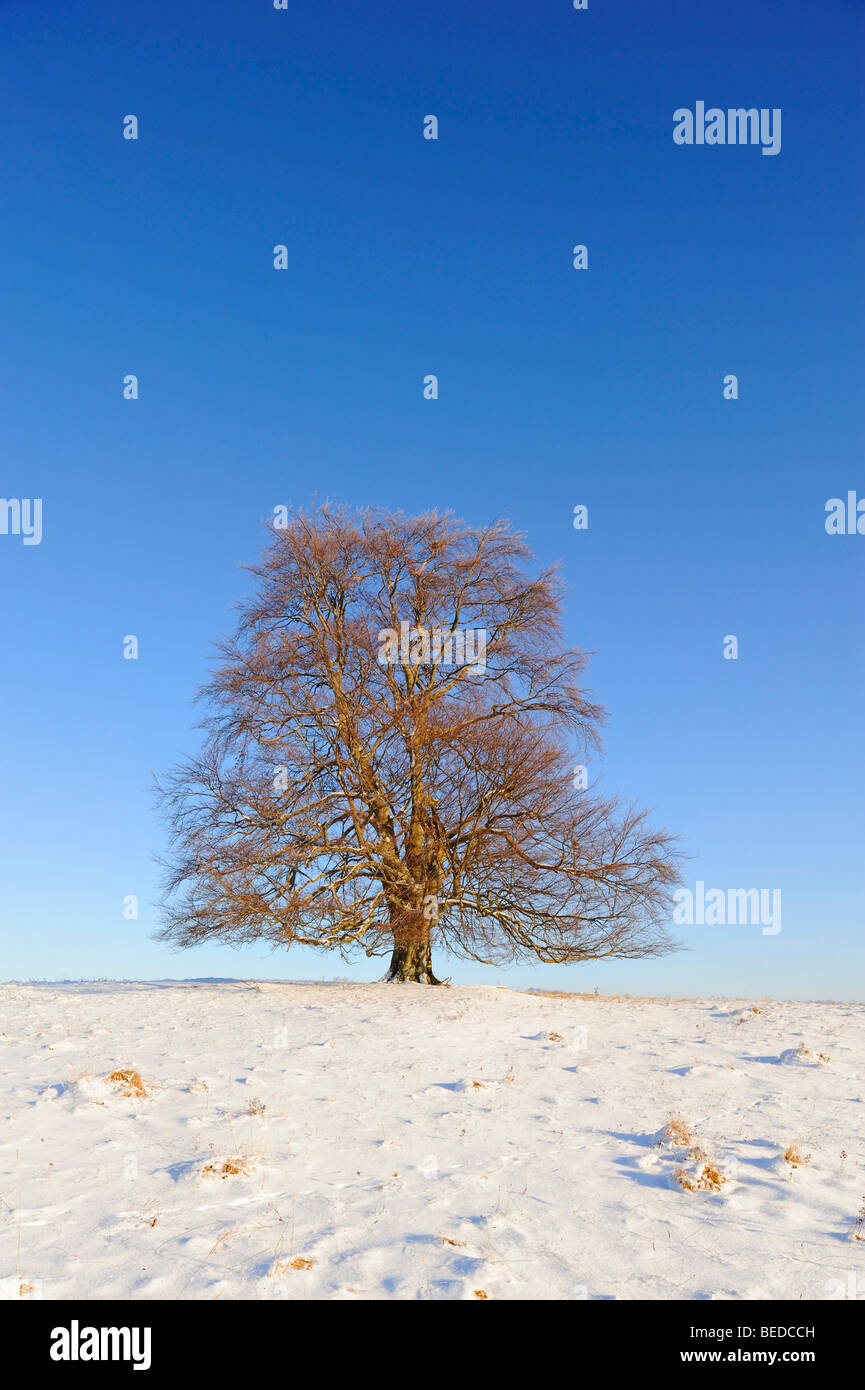 Europea di faggio (Fagus sylvatica) Foto Stock