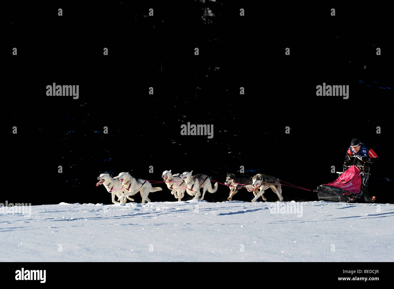 Dog-sled team, Unterjoch, Allgaeu, Baviera, Germania, Europa Foto Stock