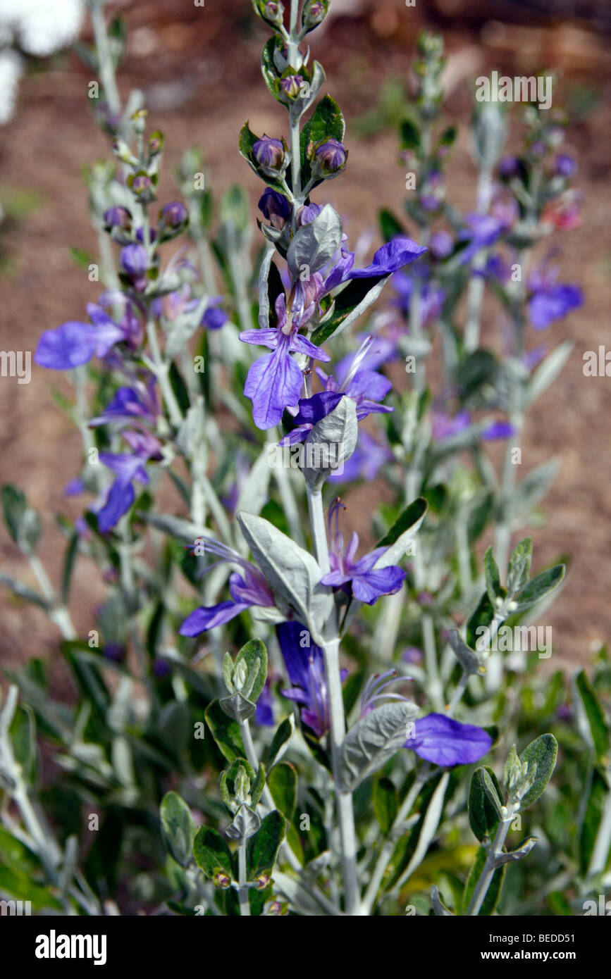 Teucrium fruticans Azureum "DEGLI AZIONISTI Foto Stock