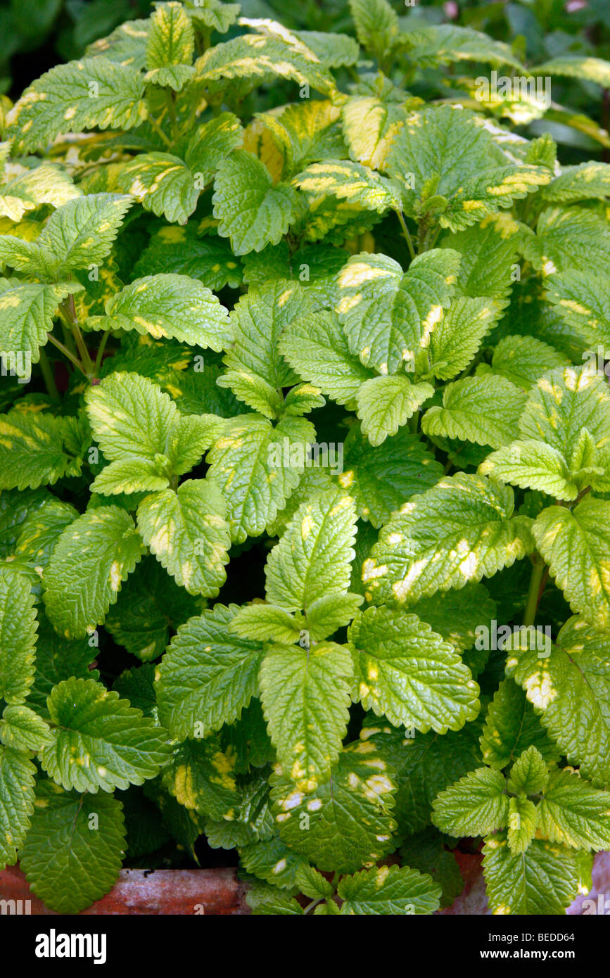 Melissa officinalis 'aurea' Foto Stock