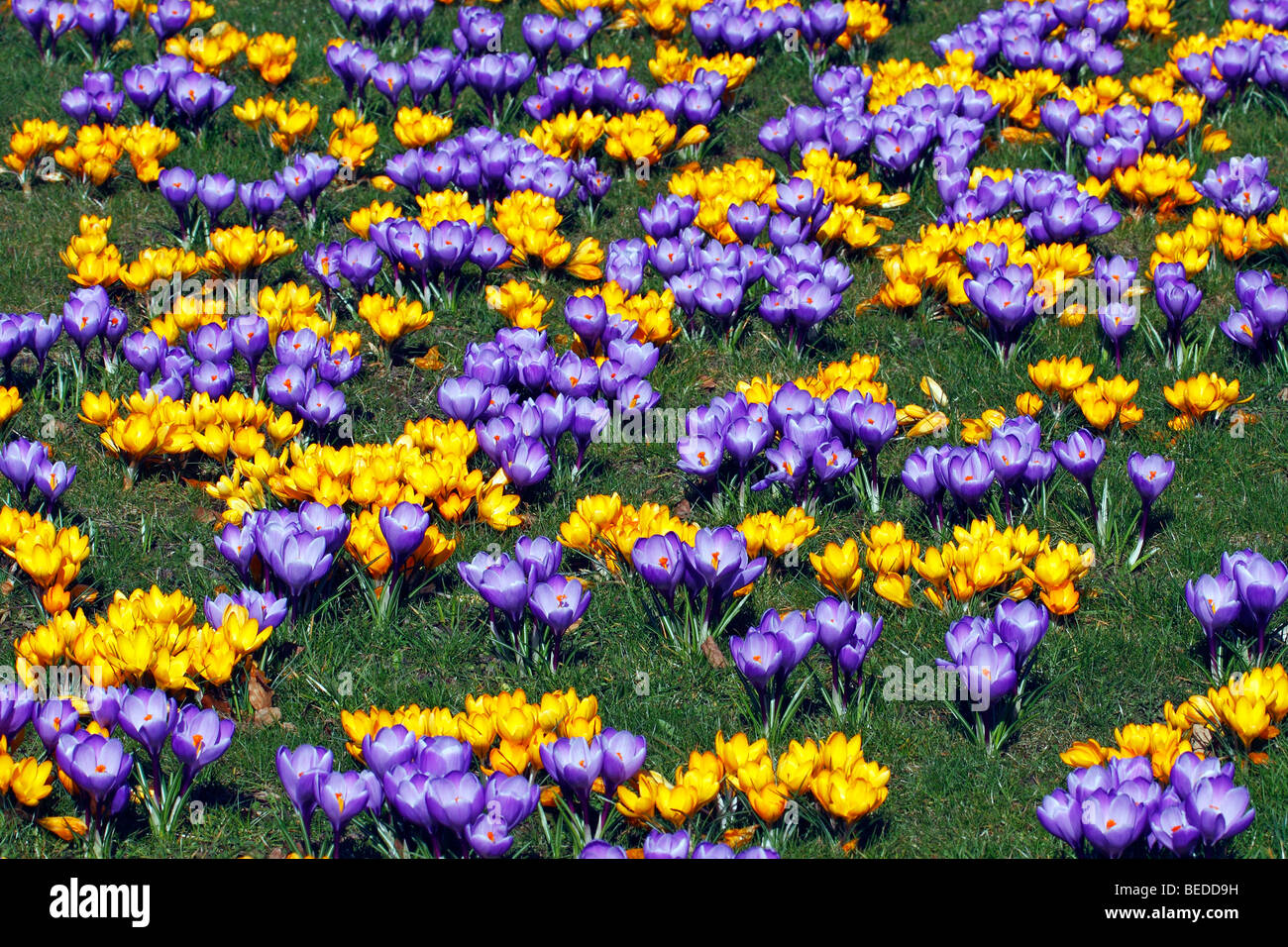 Fioritura di blu e giallo di crochi olandese (crocus vernus ibridi) Foto Stock