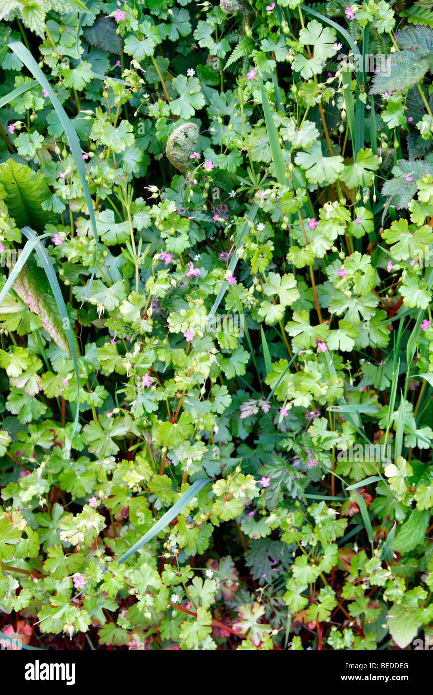 Geranium lucidum - Shining Cranesbill crescendo in Devon hedgebank Foto Stock
