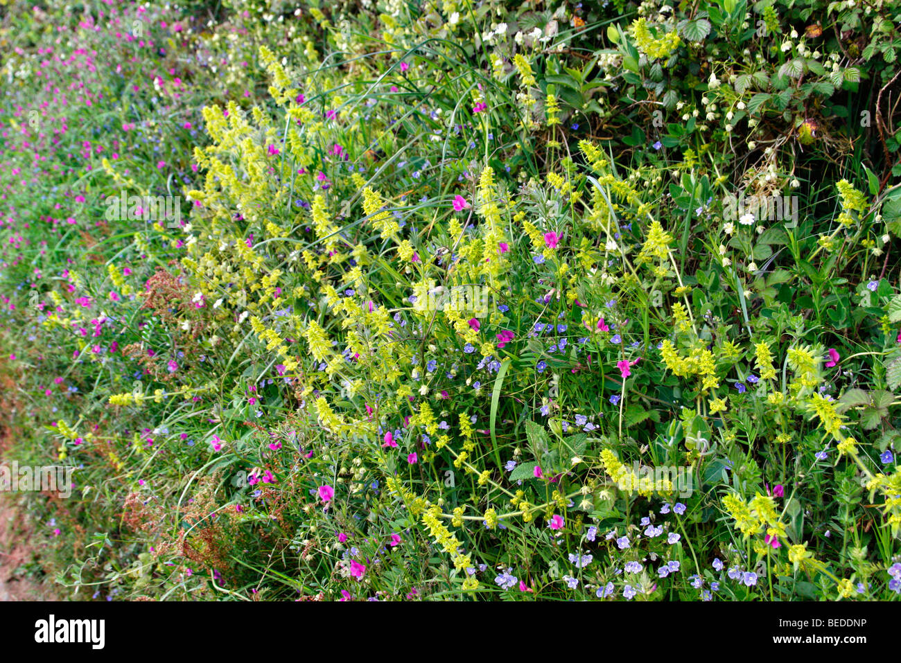 Una banca di Devon in primavera con Crosswort -Cruciata laevipes, Speedwell - Veronica chamaedrys e Vetch comune -Vicia sativa Foto Stock