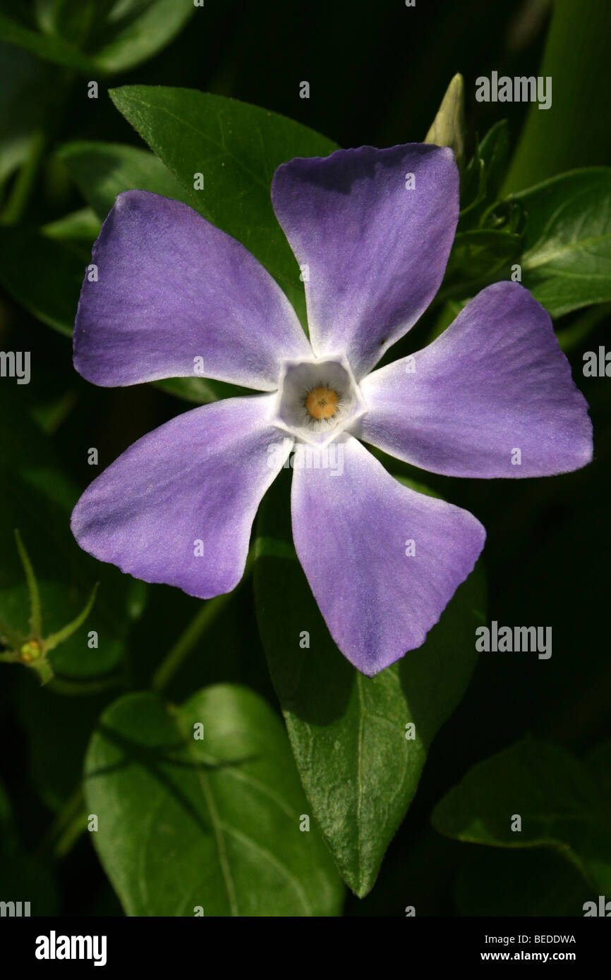 Grandi pervinca Vinca principali adottate nella provincia del Capo Occidentale, Sud Africa Foto Stock