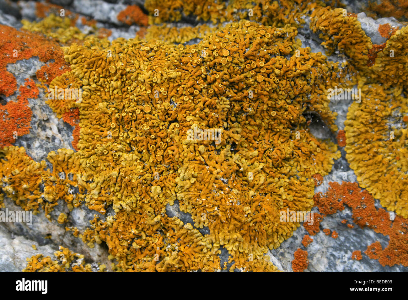 Giallo costiere incrostanti Lichen presi in Hermanus, Sud Africa Foto Stock