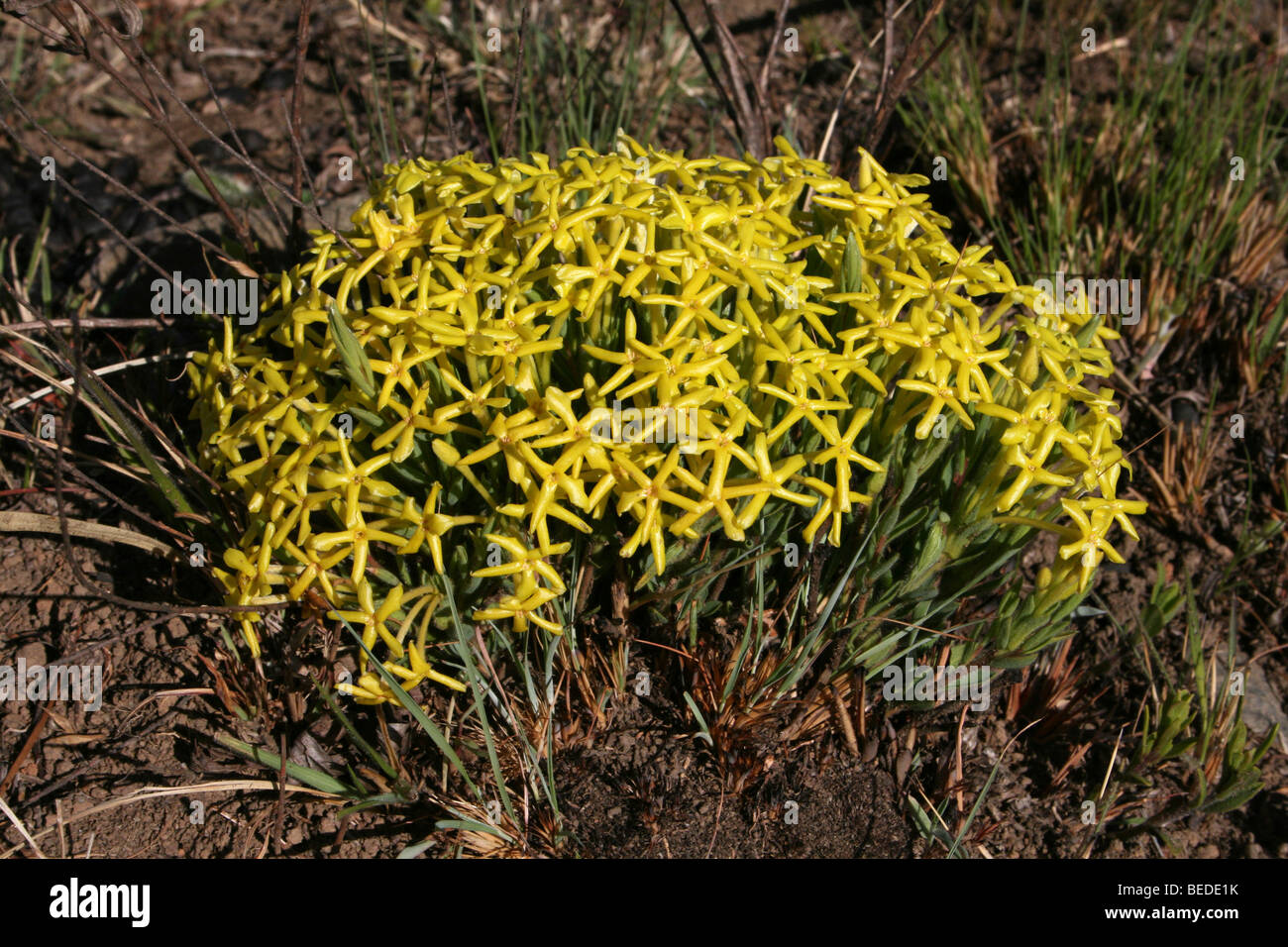 Intrico di fiori gialli di Gnidia caffra presi in Malolotja Parco Nazionale dello Swaziland Foto Stock