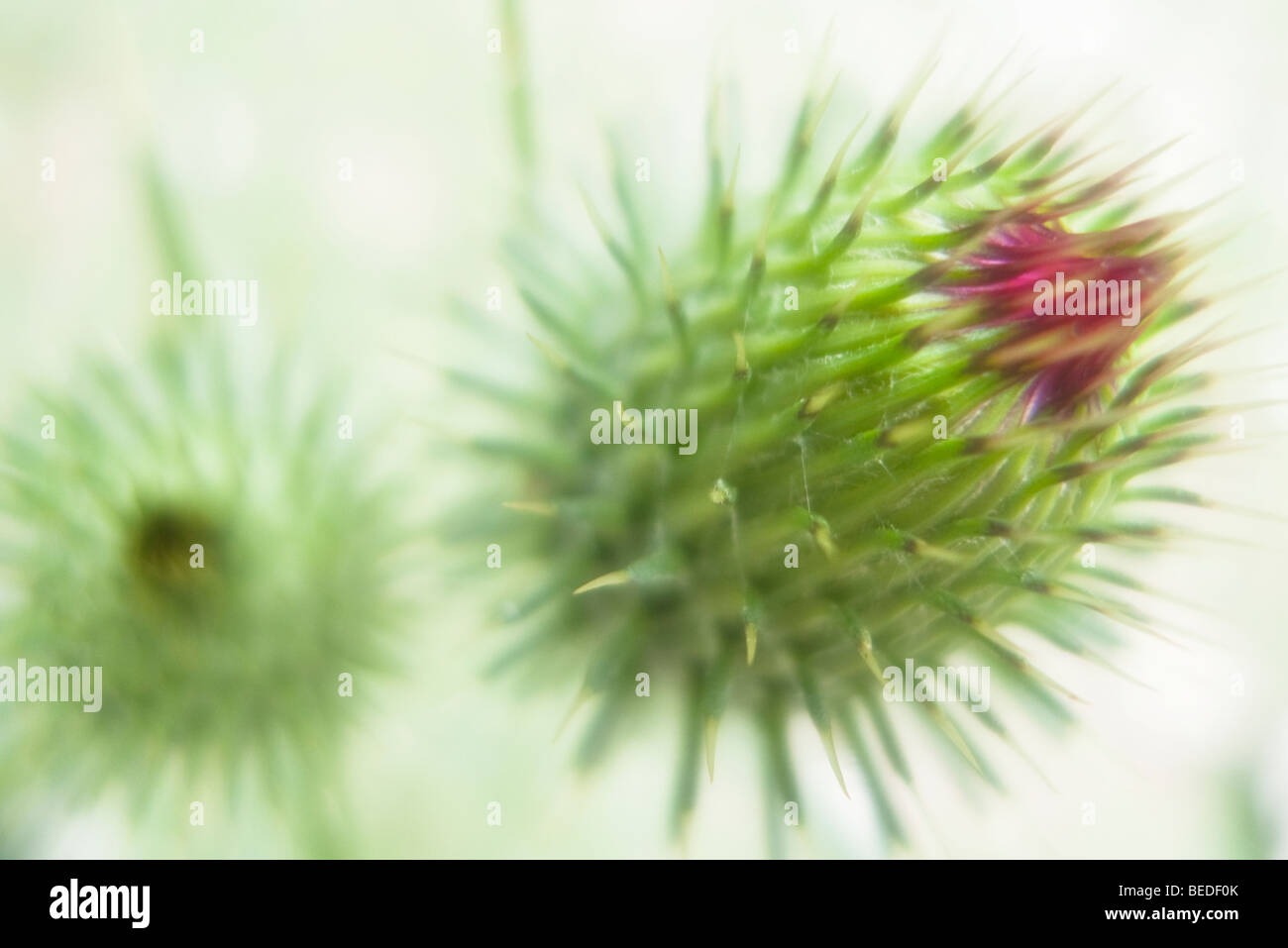 Thistle Foto Stock