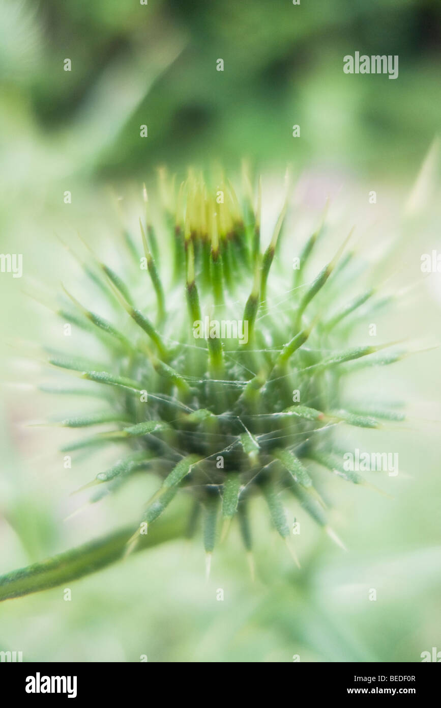 Thistle Foto Stock
