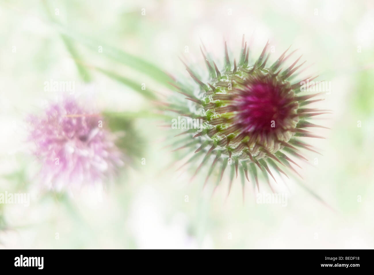 Thistle Foto Stock