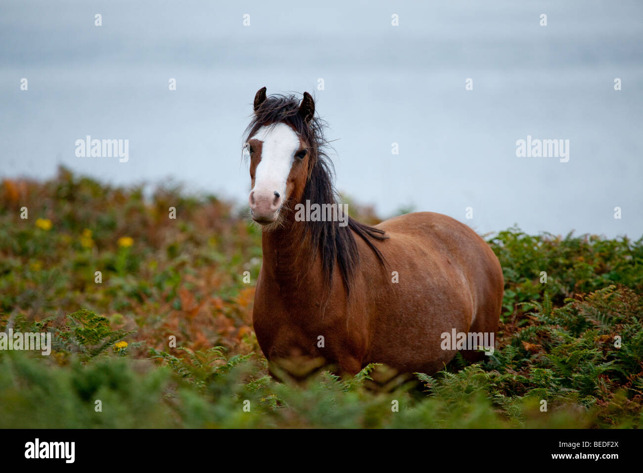 Pony Welsh in piedi in bracken con il mare in background Foto Stock
