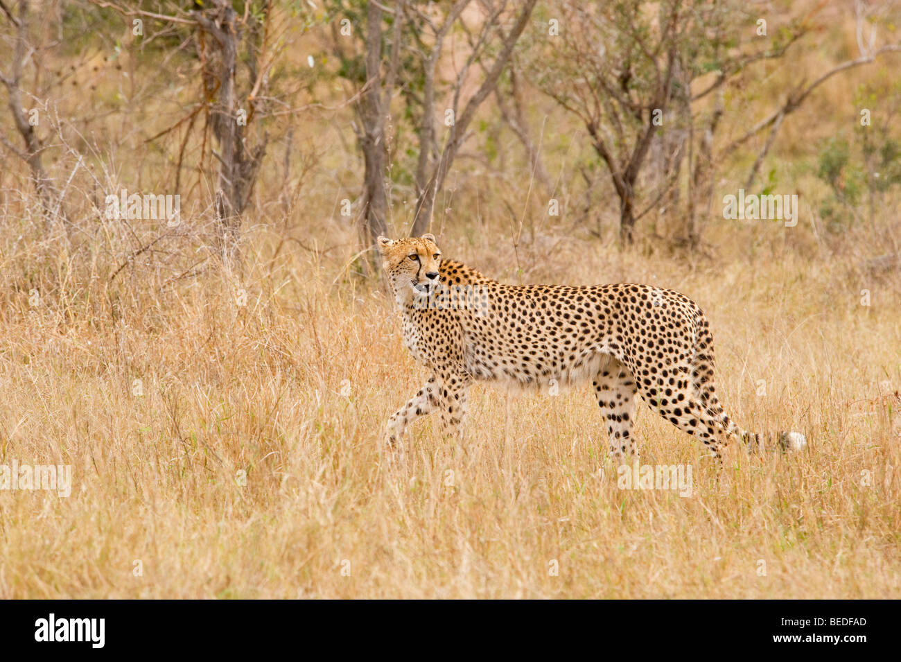 Cheetah sulla caccia Foto Stock