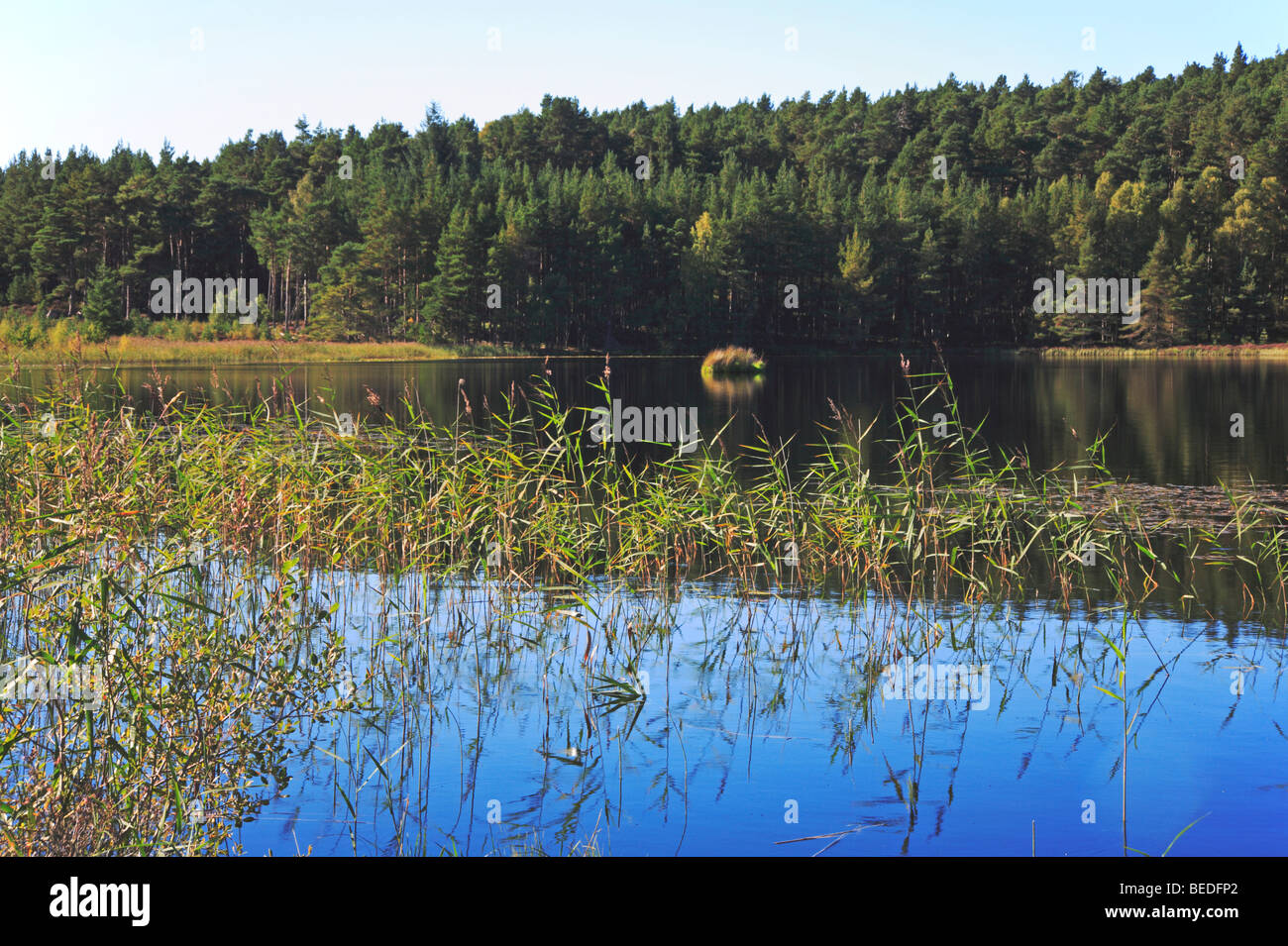 Ance e riflessioni in Uath Lochan, vicino a Aviemore, Inverness-shire, Scotland, Regno Unito. Foto Stock