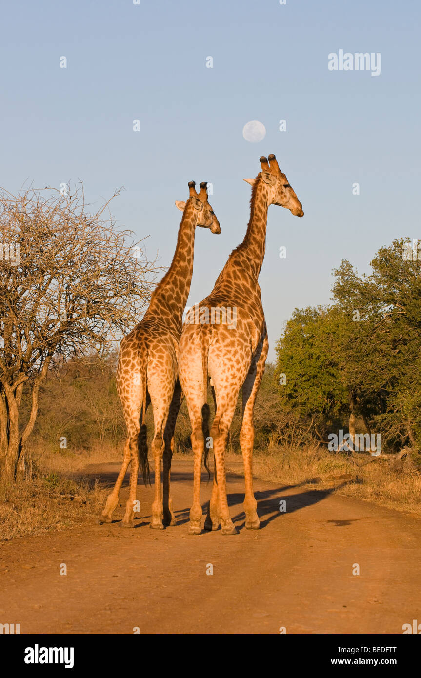 Le giraffe al tramonto Foto Stock