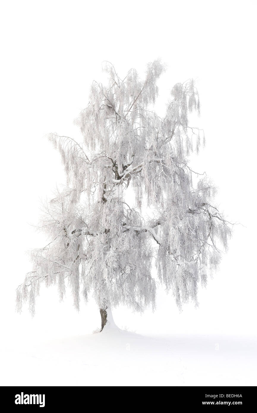 Unione Larice (Larix decidua), paesaggio invernale, Svevo, Baden-Wuerttemberg, Germania, Europa Foto Stock