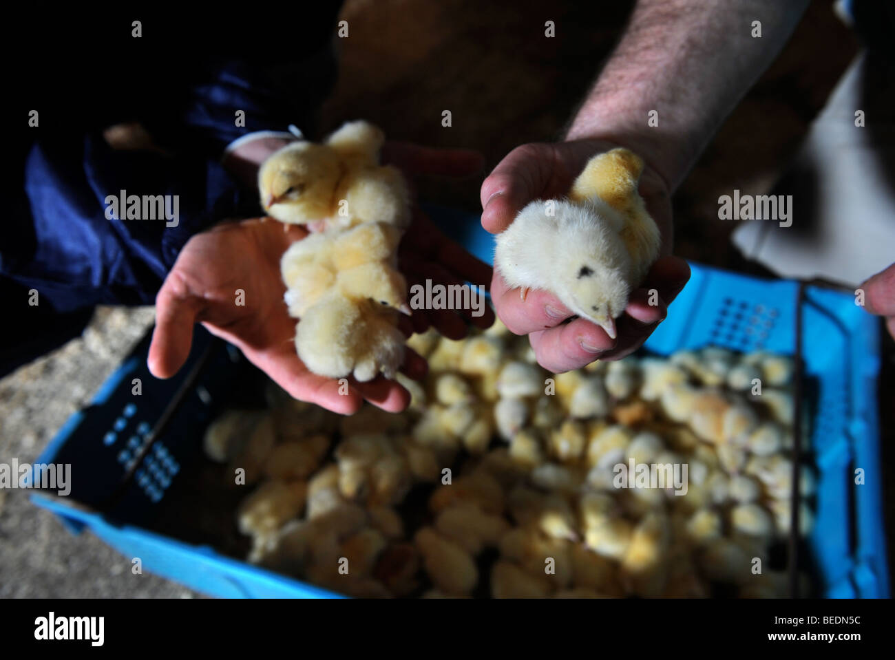 Una cassa di pulcini consegnati a un pollo BROILER FARM REGNO UNITO Foto Stock