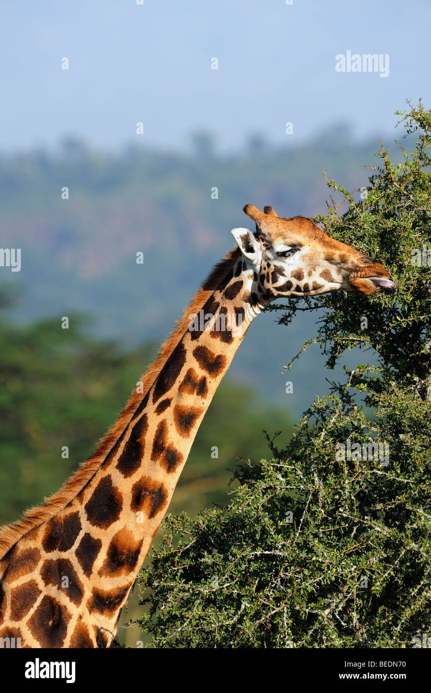 Ritratto di una giraffa Rothschild (Giraffa camelopardalis rothschildi), il lago Nakuru, parco nazionale, Kenya, Africa orientale Foto Stock